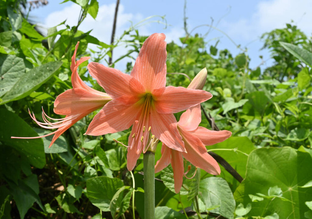 Zbliżenie trąbki w kształcie różowego i pomarańczowego koloru Hippeastrum kwiat kwitną w zalesionym obszarze - Zdjęcie, obraz