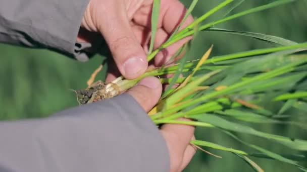 Um agricultor exemplifica brotos de trigo jovem que estão na fase 31 de maturação - Filmagem, Vídeo