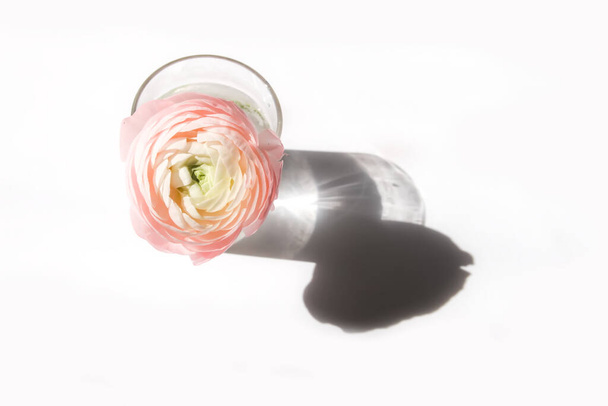 Ranunculus küçük bir vazoda güzel, narin, tek bir çiçek. Çiçek dekoru. Parlak güneş ışığı ve beyaz bir yüzeyde gölgeler. - Fotoğraf, Görsel