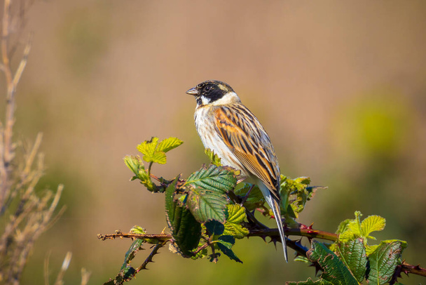 Closeup of a common reed bunting male bird, Emberiza schoeniclus, singing during Spring season - Photo, Image