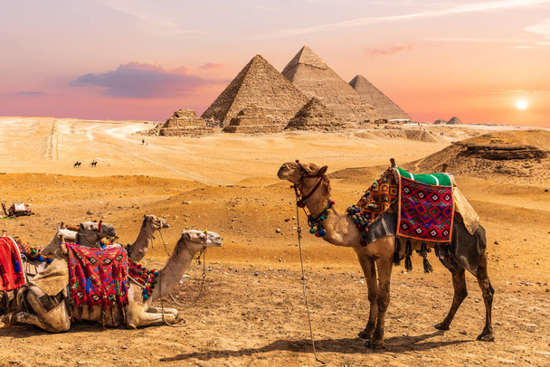 Velbloudí karavana odpočívající v poušti poblíž egyptských pyramid, Gíza. - Fotografie, Obrázek