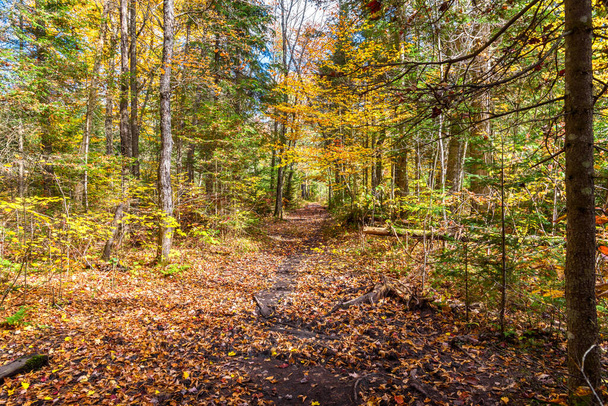 Deserted muddy trail covered in fallen leaves through a deciduous forest on a sunny autumn day. Algonquin Park, ON, Canada. - Фото, изображение