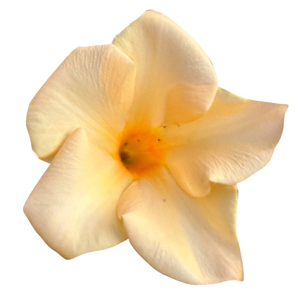 Mandevilla gele bloem witte achtergrond - Foto, afbeelding
