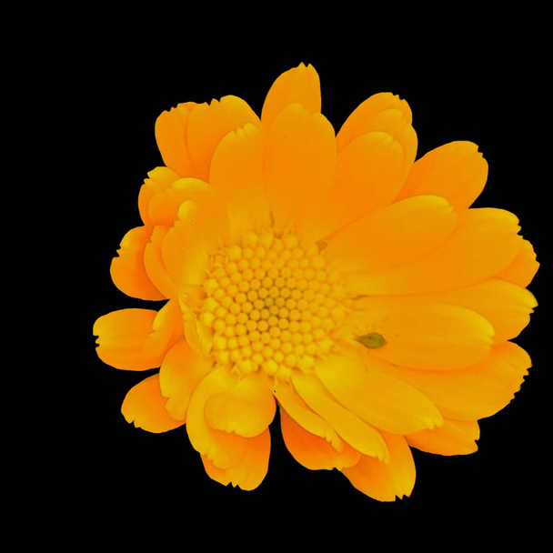 Pot marigold kwiat czarne tło - Zdjęcie, obraz