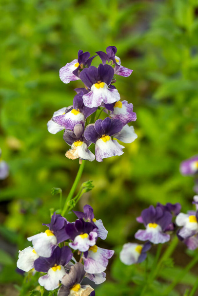 Linaria is a genus of plants belonging to the Plantaginaceae family. - Photo, Image