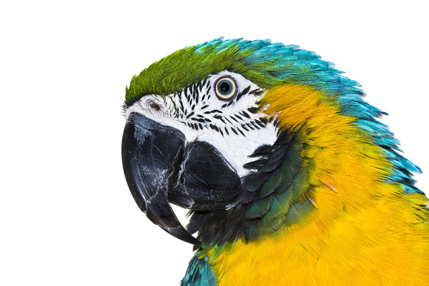 Papagaio-de-cabeça-fechada
 - Foto, Imagem