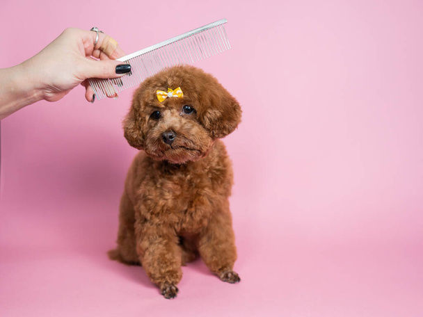 Woman combing a mini poodle on a pink background - Foto, Imagen