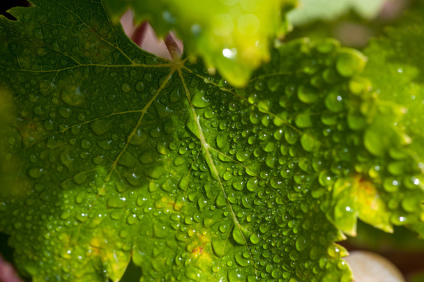 Dewy vine leaf - Zdjęcie, obraz