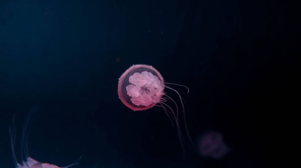 Acromitus flagellatus medusas, medusas transparentes viven en las aguas costeras fondo oscuro. - Foto, imagen