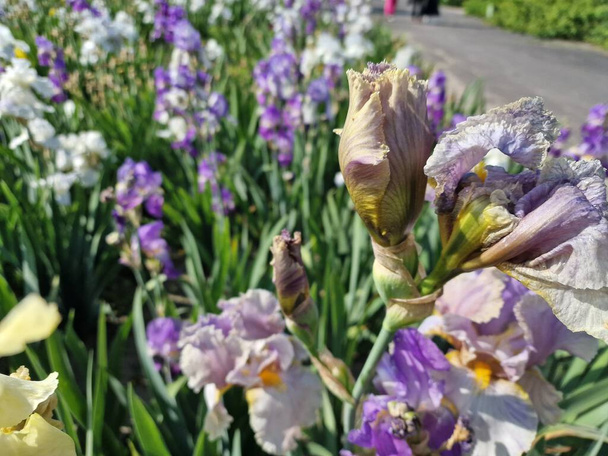 Uma paleta incrível de cores de flores da primavera no Jardim Botânico da Academia Polonesa de Ciências em Powsin - Foto, Imagem