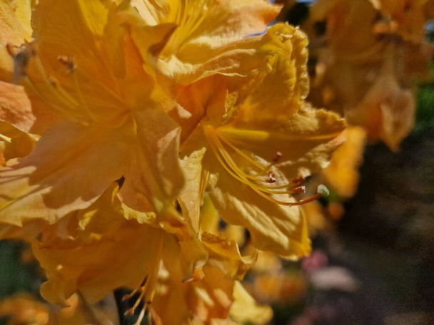 Μια εκπληκτική παλέτα χρωμάτων ανοιξιάτικων λουλουδιών στον Βοτανικό Κήπο της Πολωνικής Ακαδημίας Επιστημών στο Powsin - Φωτογραφία, εικόνα