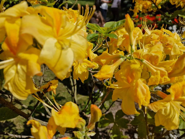 Удивительная палитра цветов весенних цветов в Ботаническом саду Польской академии наук в Повсине - Фото, изображение