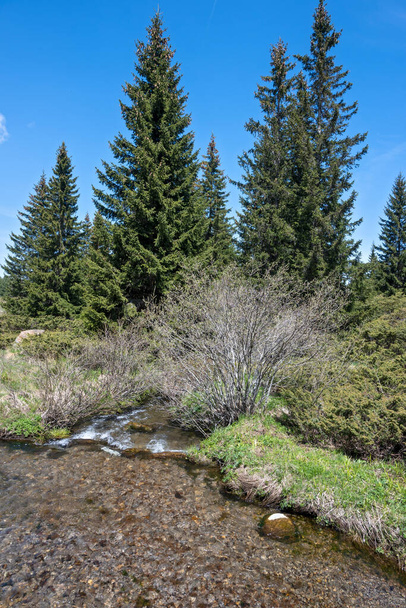 Spring view of Konyarnika area at Vitosha Mountain, Sofia City Region, Bulgaria - Foto, Imagen
