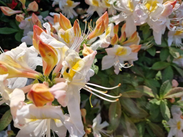 Egy csodálatos paletta színek tavaszi virágok a Botanikus Kert a Lengyel Tudományos Akadémia Powsin - Fotó, kép