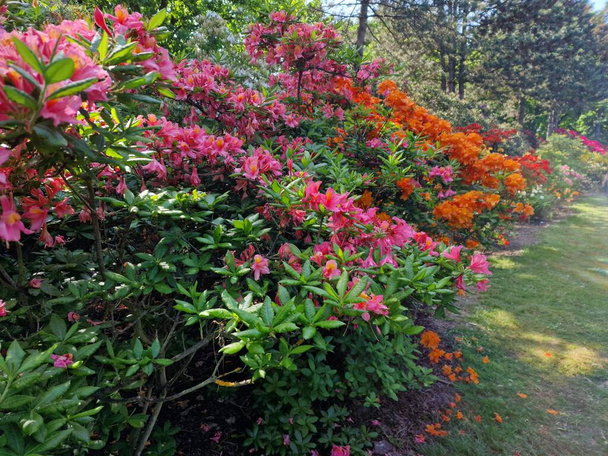 Una increíble paleta de colores de flores de primavera en el Jardín Botánico de la Academia Polaca de Ciencias en Powsin - Foto, imagen