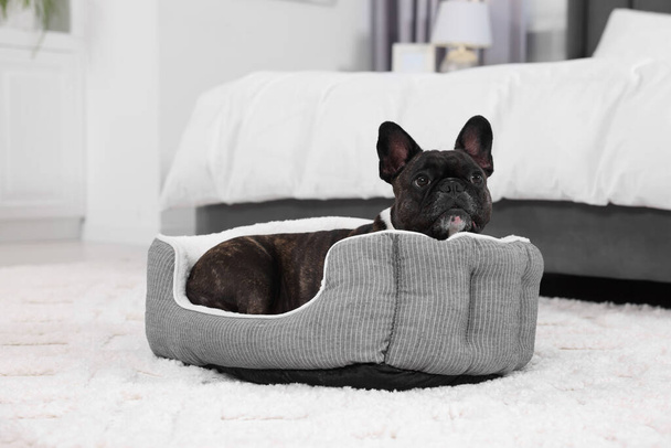 Adorable French Bulldog lying on dog bed indoors. Lovely pet - Valokuva, kuva