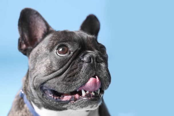 Adorable French Bulldog with bow tie on light blue background - Photo, Image