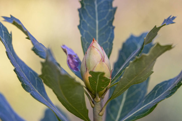 New South Wales Waratah plant with flower bud - Photo, Image