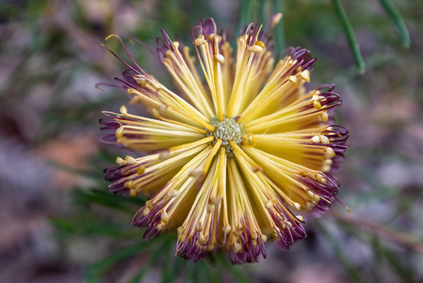 花のオーストラリア原産のヘアピンバンシア低木 - 写真・画像