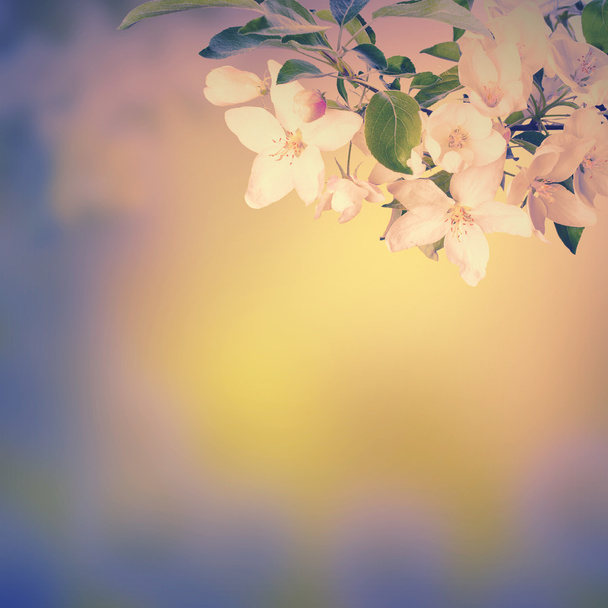 jarní květiny pozadí - Fotografie, Obrázek