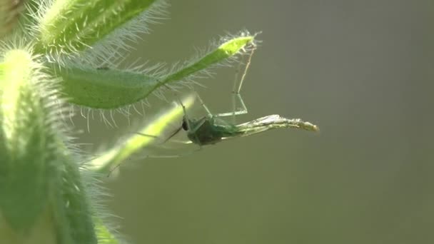 Insectenmug, mug zittend op groen, bloemenblad in het bos, insectenmacro bekijken in het wild - Video