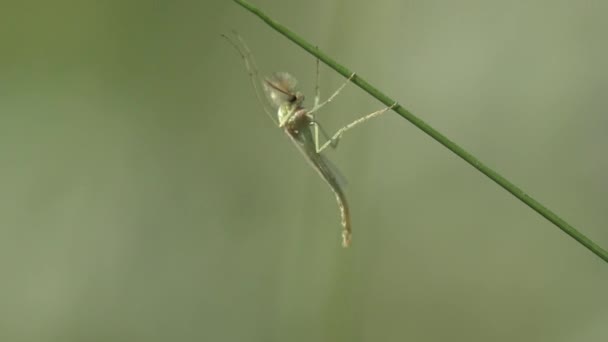 Zanzara insetto, moscerino seduto sul verde, foglia di fiore nella foresta, vista macro insetto nella fauna selvatica - Filmati, video