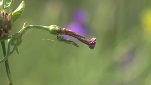 Komar owadów, komar siedząc na zieleni, liść kwiatów w lesie, widok makro owadów w dzikiej przyrodzie - Materiał filmowy, wideo