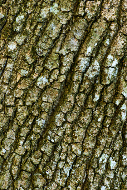 Tree bark - Fotoğraf, Görsel