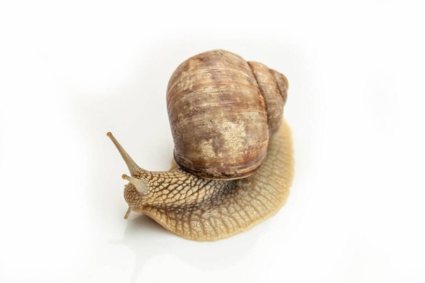 big snail on white background. Helix pomatia, Burgundy, Roman escargot. - Photo, Image