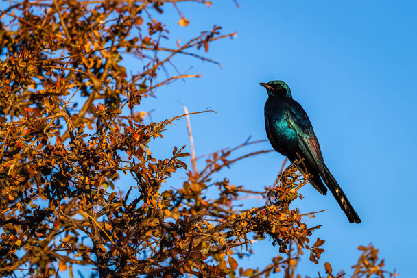 Burchell's starling or Burchell's glossy-starling (Lamprotornis australis) perched on a branch, Onguma Game Reserve ( Neighbour of Etosha National Park), Namibia.   - Photo, Image