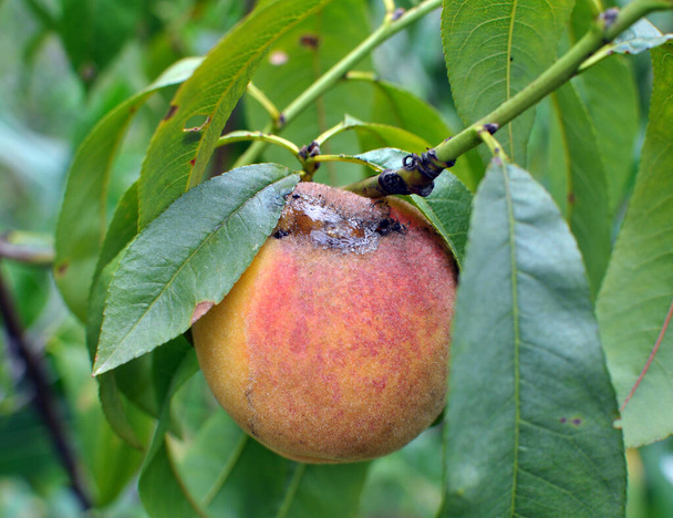 Персиковий фрукт на гілці дерева заражений моніліозом ( Monilia cinerea
) - Фото, зображення