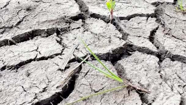 Diep gebarsten aarde van droog weer. Toenemende frequentie van droogtes in de wereld. - Video
