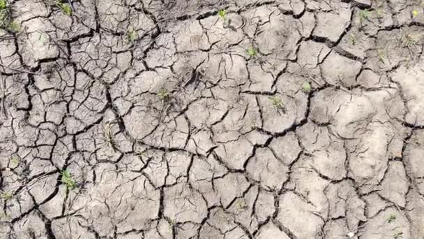Droogte op aarde en klimaatverandering. Droge gebarsten grond na ernstige droogte. - Video