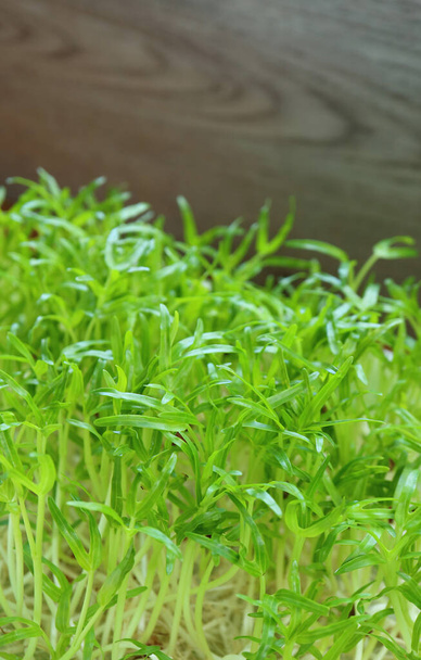 Closeup of Water Spinach Hydroponic Microgreens Grown as Edible Houseplants - 写真・画像
