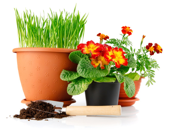 Green grass in the pot with red flowers isolated - Photo, Image