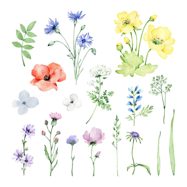 Aqucolor wildflowers set.Floral elements.Meadow flowers.Flowers and herbs.Botanical illustration - Фото, изображение
