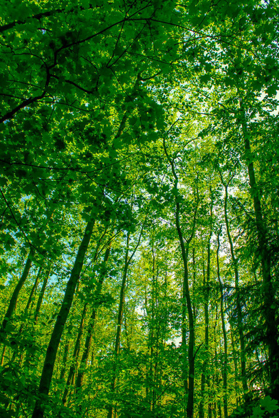 Spring forest greenery in a deciduous forest. Deciduous trees, oaks, birches, maples, mixed spring forest. Healthy natural background. - Photo, Image