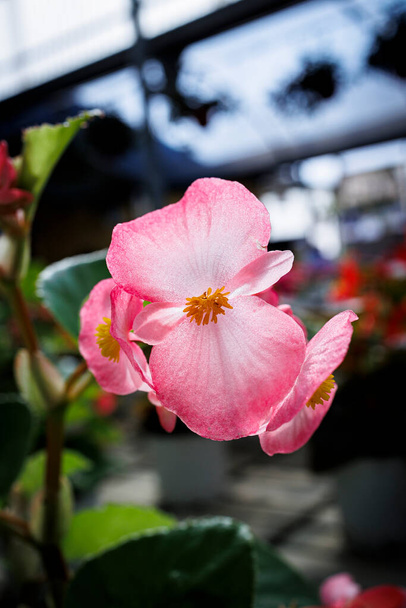 Garden Oasis: Φρέσκα λουλούδια από το φυτώριο - Φωτογραφία, εικόνα