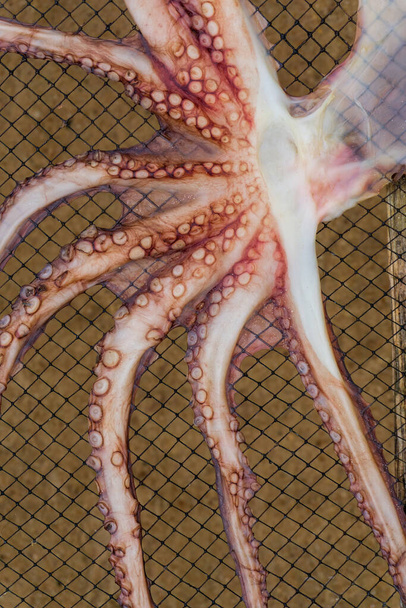Octopus dries on a net background - Foto, imagen