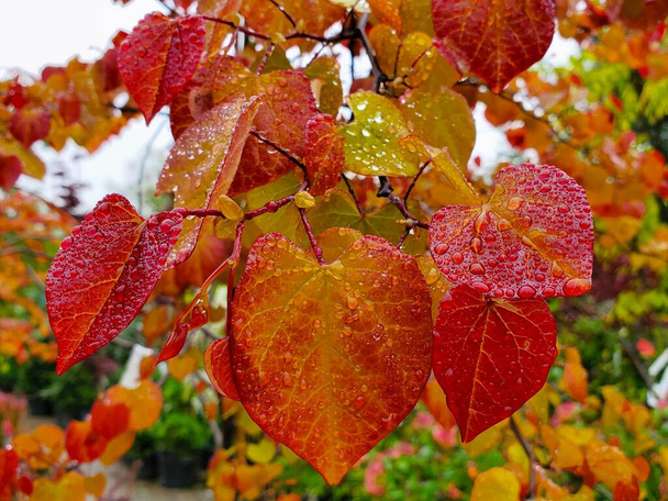 鮮やかなアメリカン・レッドバッド・フレイム・スラウアーの葉に雨滴 - 写真・画像