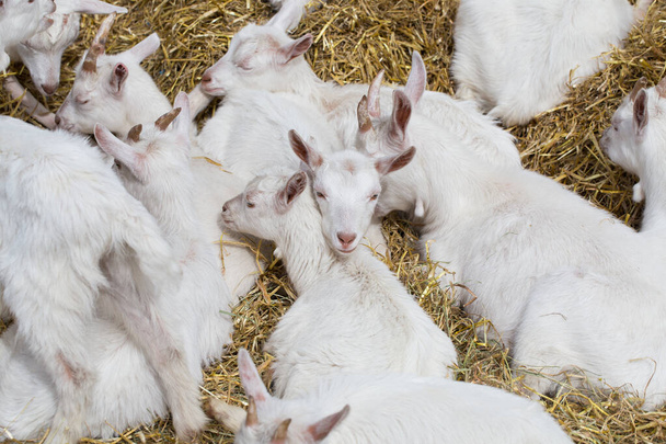Domestic goats in the farm sleeping on straw - Fotografie, Obrázek