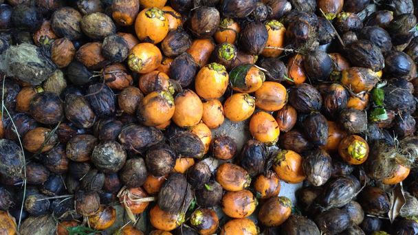 arekové ořechy nasbírané ve zralém a suchém stavu, oranžové barvy a šedohnědé černé - Fotografie, Obrázek