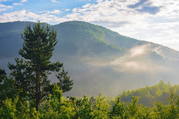 beautiful dawn in mountains with fog in the valley. forested hills covered in morning mist - Фото, зображення