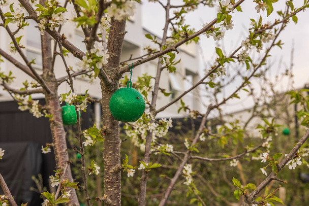 View of green plastic sticky insects traps on apple tree.  - Photo, Image
