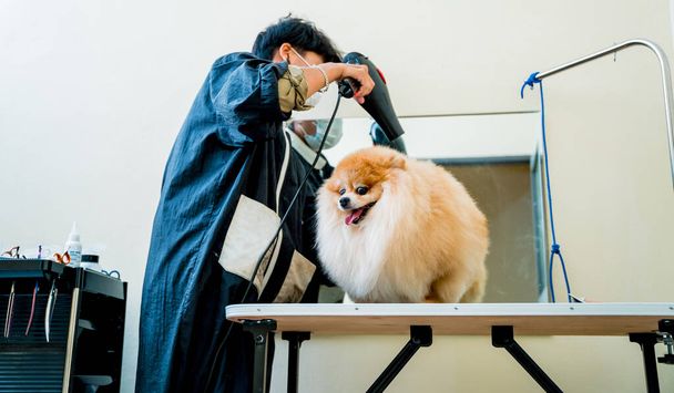 Groomer blow dry a Pomeranian dog after washing in at grooming salon. - Фото, изображение
