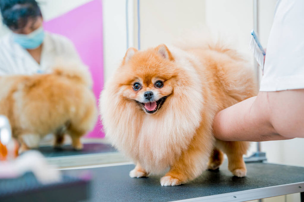 Groomer with protective face masks cutting Pomeranian dog at grooming salon - Photo, image