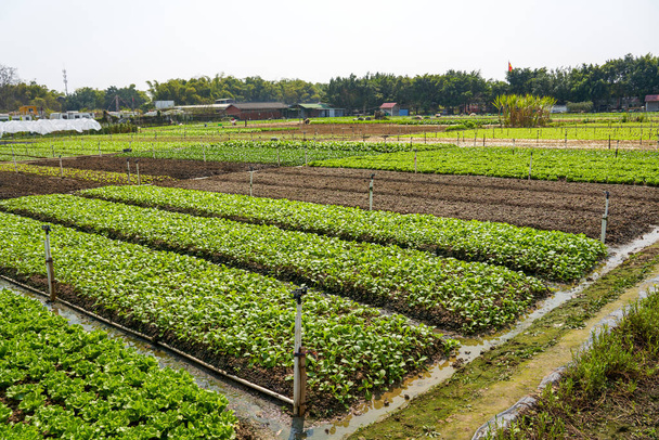 Овощи, выращенные в патчах на открытой ферме - Фото, изображение