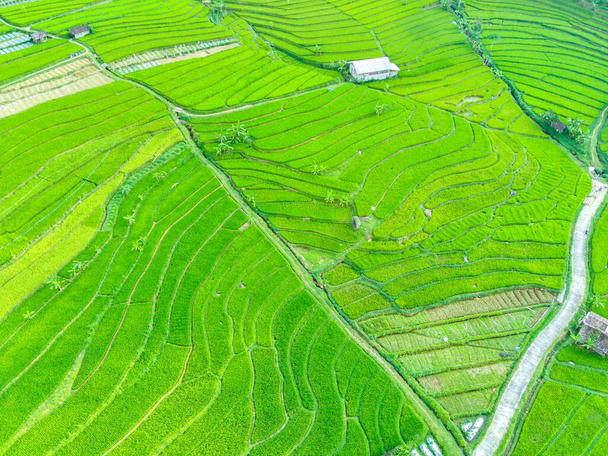 Aerial view of green terraced rice fields in Sepakung, Semarang, Indonesia. Drone photography. - Photo, Image