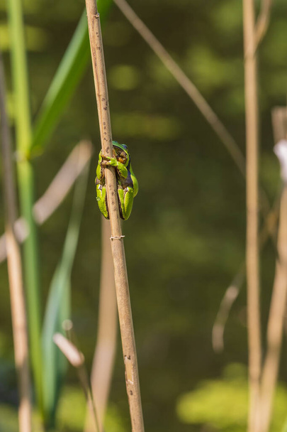 Hyla arborea - Green tree frog on a stalk. The background is green. The photo has a nice bokeh. Wild photo - Photo, Image