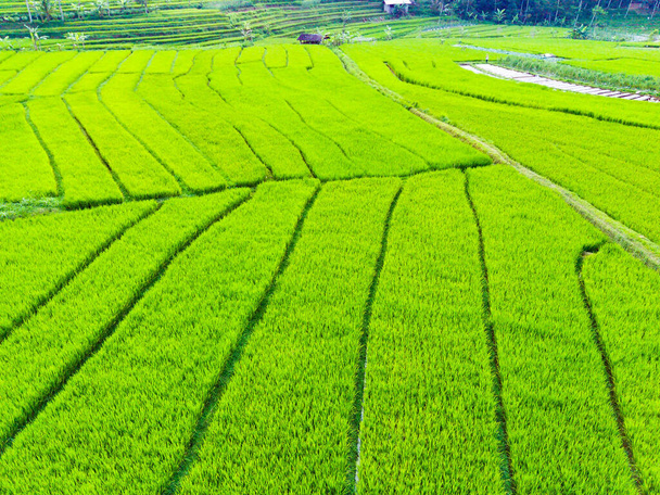 Luftaufnahme von grünen Reisterrassenfeldern in Sepakung, Semarang, Indonesien. Drohnenfotografie. - Foto, Bild